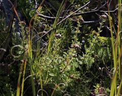 Pseudoselago peninsulae