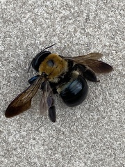 Xylocopa virginica