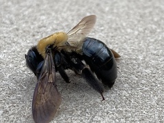 Xylocopa virginica