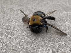 Xylocopa virginica