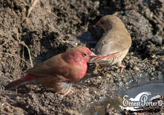 Lagonosticta senegala rendalli