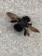 Xylocopa virginica