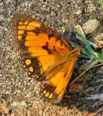 Byblia anvatara acheloia