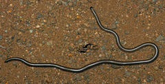 Leptotyphlopidae