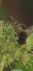 Eristalis pertinax