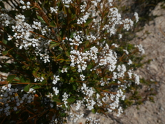 Logania ovata