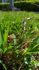 Spiranthes sinensis