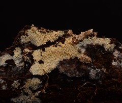 Hyphodontia arguta