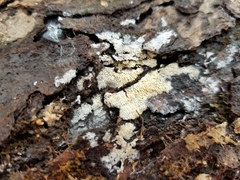 Hyphodontia arguta
