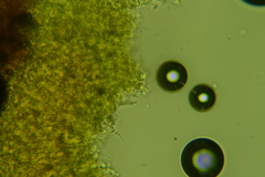 Hyphodontia arguta