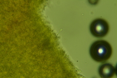 Hyphodontia arguta
