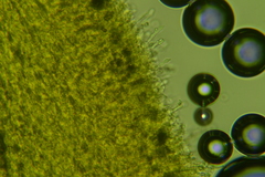 Hyphodontia arguta