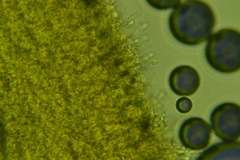 Hyphodontia arguta