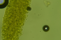 Hyphodontia arguta