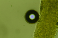 Hyphodontia arguta