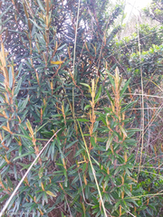 Miconia salicifolia