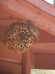 Haemorhous mexicanus