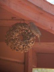 Haemorhous mexicanus