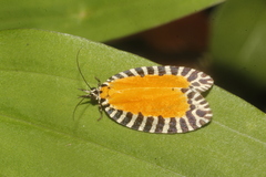 Pseudatteria volcanica