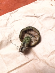 Lactarius atroviridis