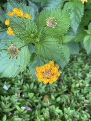 Lantana × strigocamara