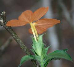 Crossandra zuluensis