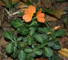 Crossandra zuluensis