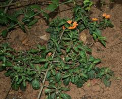 Crossandra zuluensis
