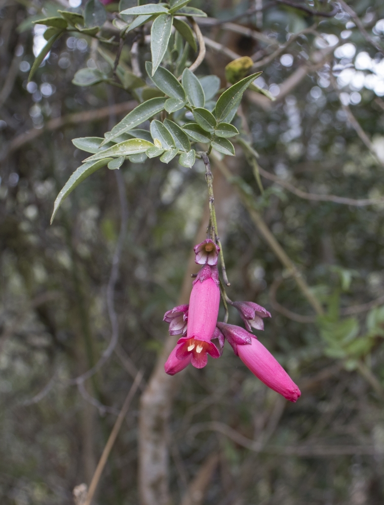 Pilpilvoqui
