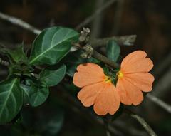 Crossandra zuluensis
