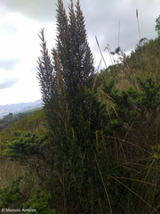 Miconia salicifolia