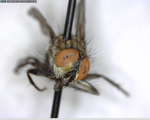 iNaturalist observation photo of Flies