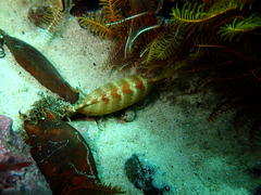 Haploblepharus pictus