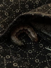 Spodoptera frugiperda