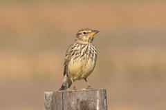 Galerida magnirostris magnirostris