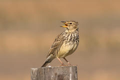 Galerida magnirostris magnirostris