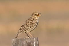 Galerida magnirostris magnirostris
