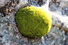 Hypodontium pomiforme