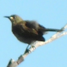 Stomiopera unicolor