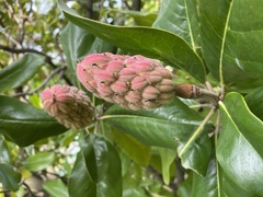 Magnolia