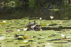 Nymphaea ampla