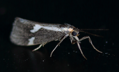 Cisthene liberomacula