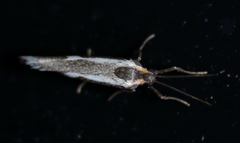 Cisthene liberomacula