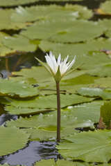 Nymphaea ampla
