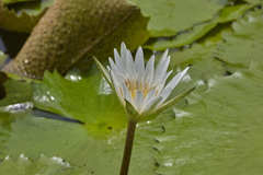 Nymphaea ampla