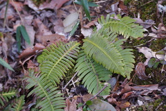 Struthiopteris niponica