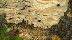 Fomitopsis durescens