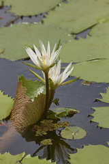 Nymphaea ampla