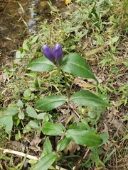 Gentiana linearis