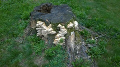 Fomitopsis durescens